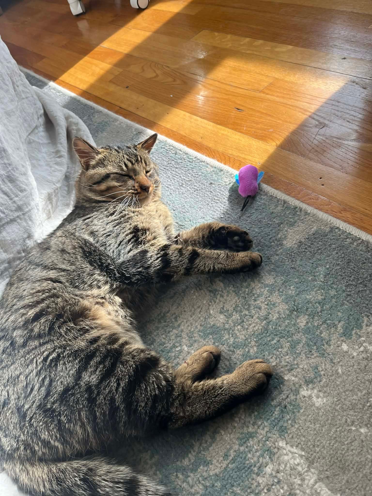 Enlarge Crusty, a ADOPTABLE Domestic Short Hair in Melrose, MA image 3/6