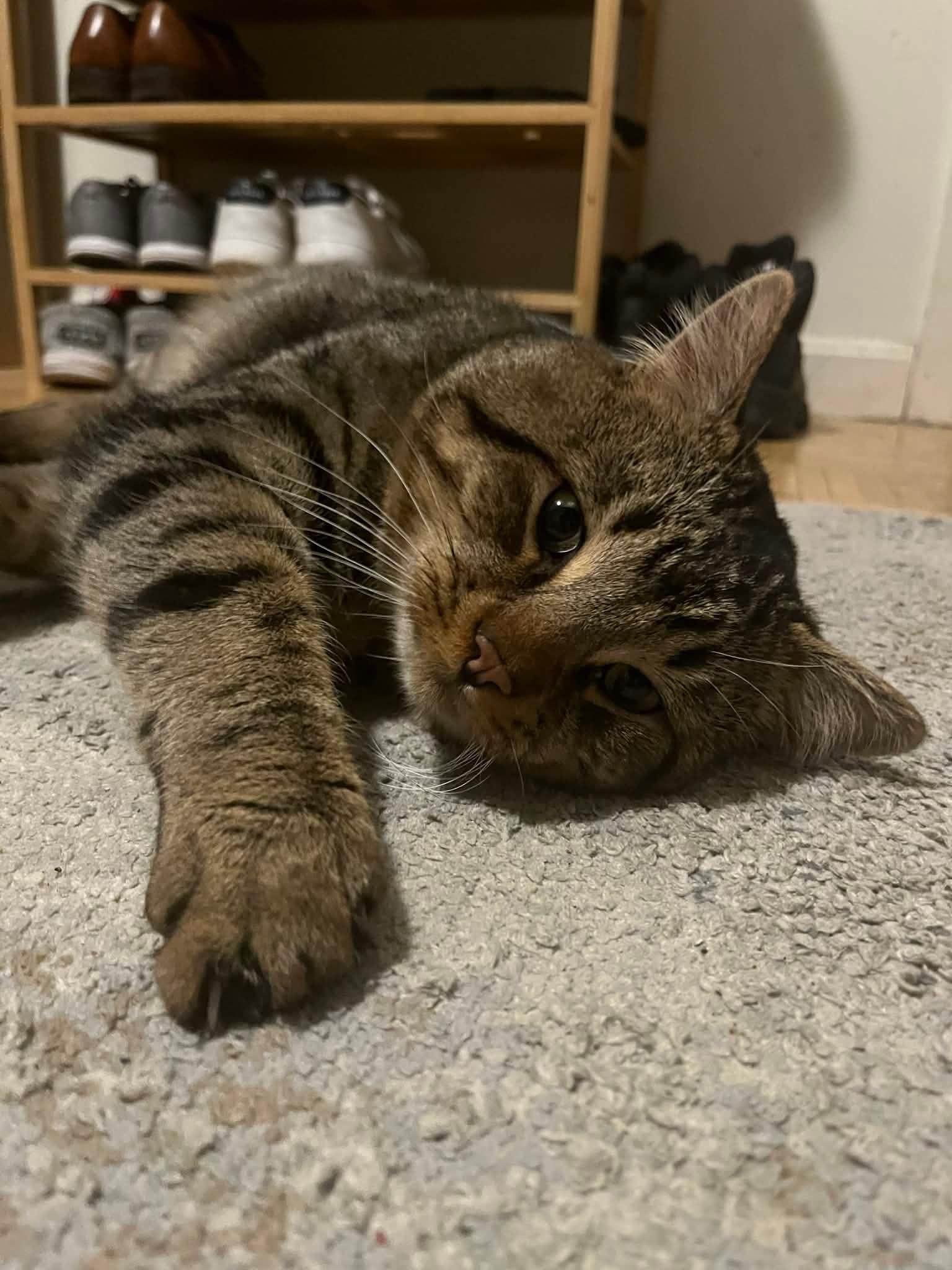 Crusty, ADOPTABLE, Young Male Domestic Short Hair.