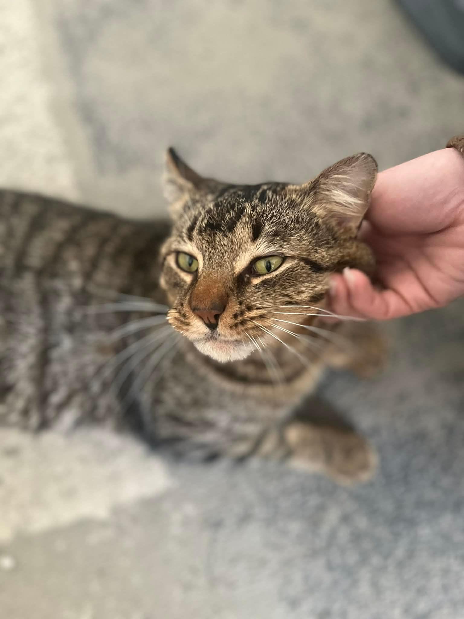 Enlarge Crusty, a ADOPTABLE Domestic Short Hair in Melrose, MA image 4/6