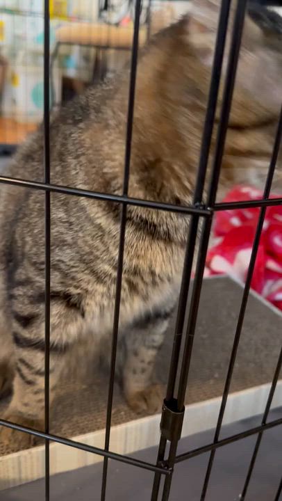 Enlarge Crusty, a ADOPTABLE Domestic Short Hair in Melrose, MA video 6/6