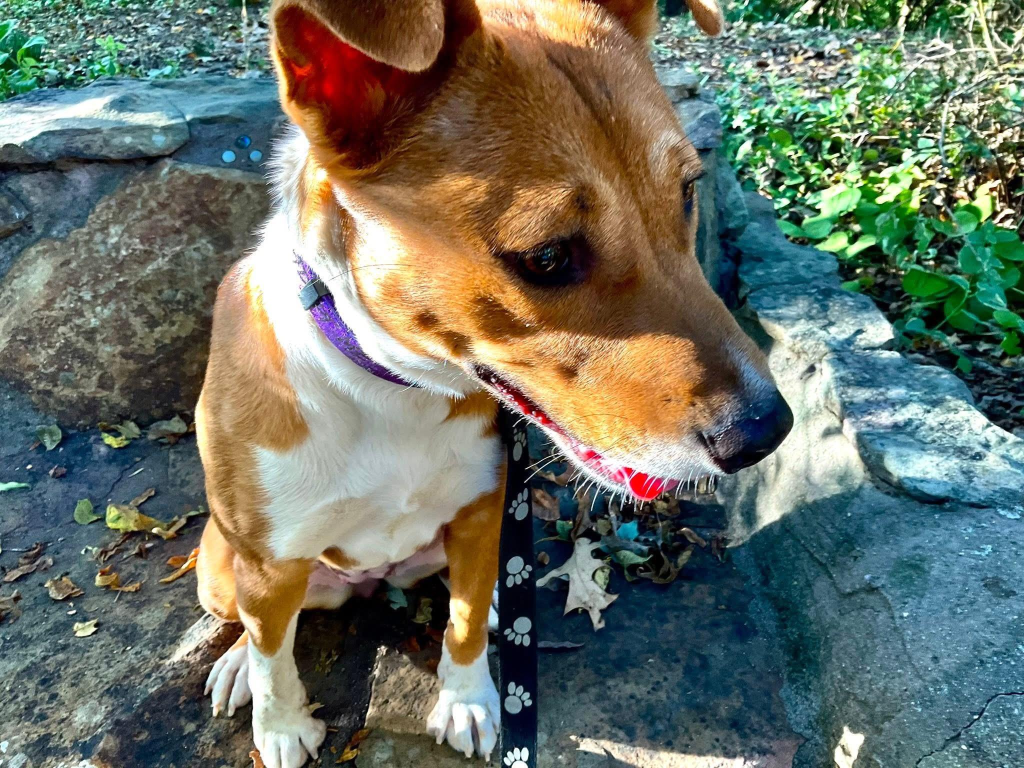 Ginger, a ADOPTABLE mixed breed in Covington, TN image 1/5