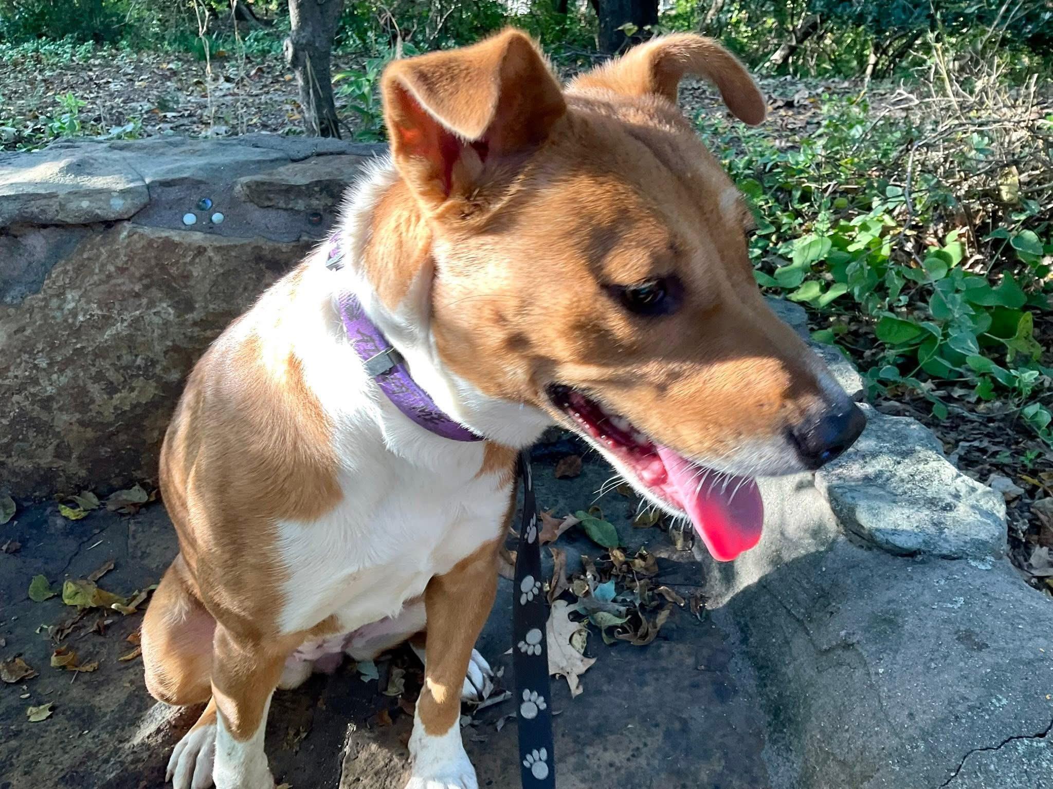 Ginger, a ADOPTABLE mixed breed in Covington, TN image 2/5