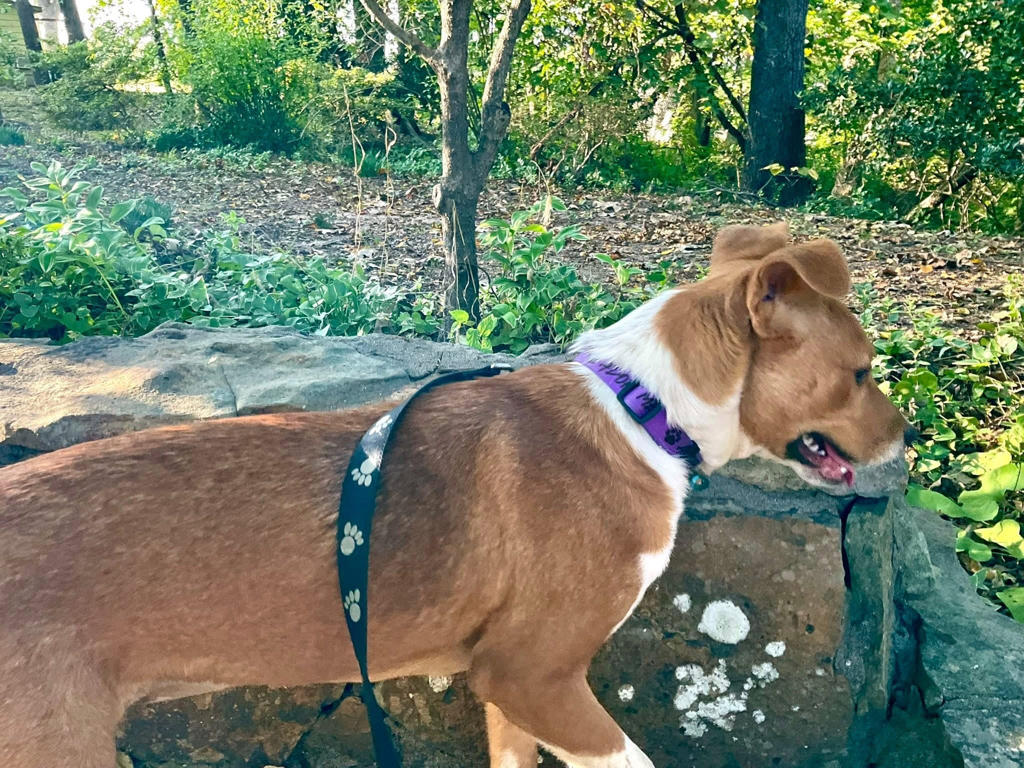 Ginger, a ADOPTABLE mixed breed in Covington, TN image 3/5
