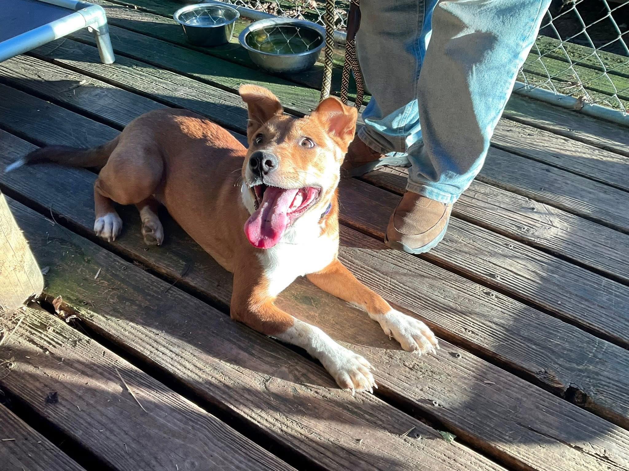 Ginger, a ADOPTABLE mixed breed in Covington, TN image 4/5