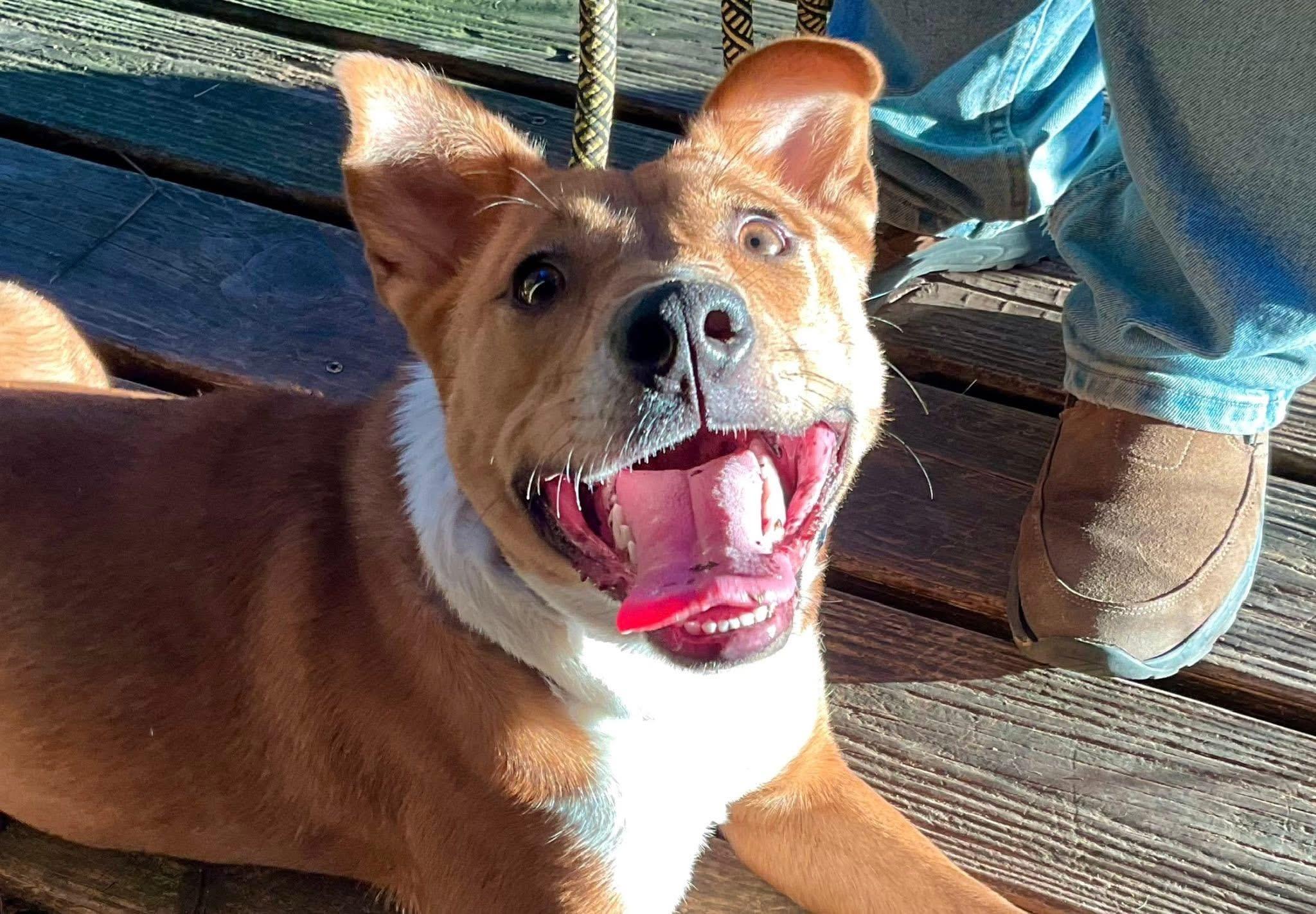 Ginger, a ADOPTABLE mixed breed in Covington, TN image 5/5