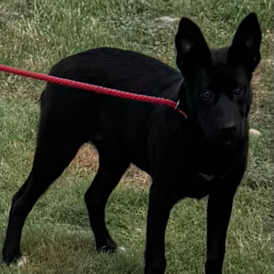 Enlarge Willow, a ADOPTABLE mixed breed in Williston, VT image 2/5