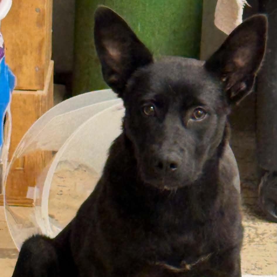 Enlarge Willow, a ADOPTABLE mixed breed in Williston, VT image 3/5