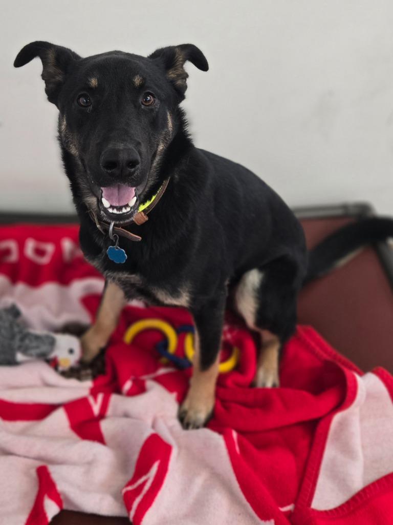 Apollo, Adoptable, Young Male German Shepherd Dog.