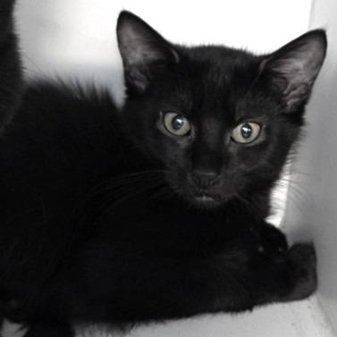Enlarge Shredded Cheddar, a Adoptable mixed breed in Voorhees, NJ image 1/1