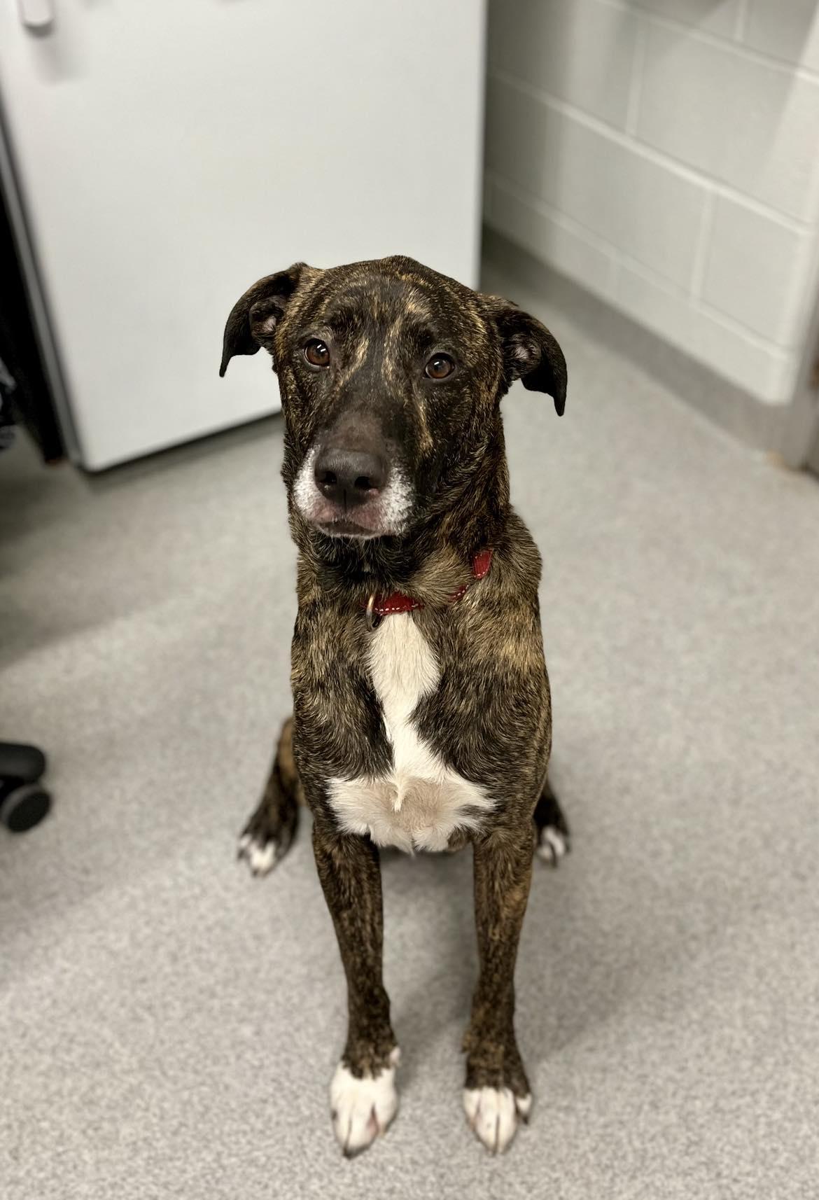 Ruger , Adoptable, Adult Male Mixed Breed.