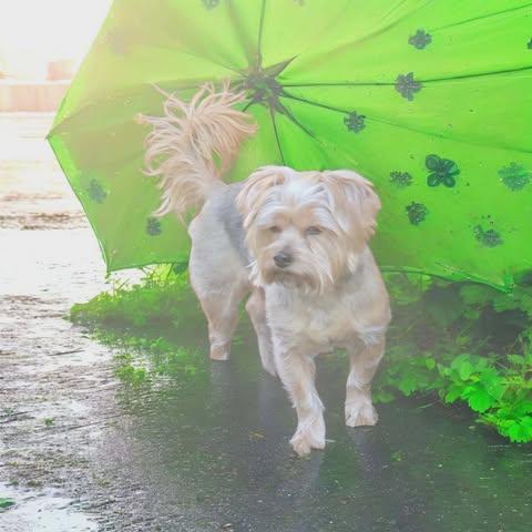 Henry, Adopted, Adult Male Yorkshire Terrier.