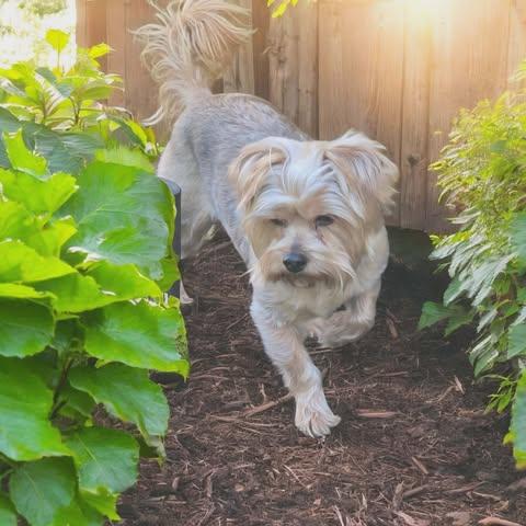 Henry, a Adopted Yorkshire Terrier in Ashville, OH image 3/3