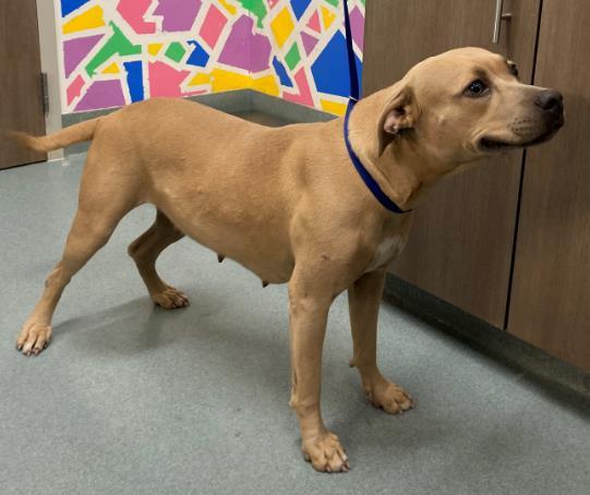 CHARLIE, Adoptable, Young Female Black Mouth Cur & Mixed Breed.