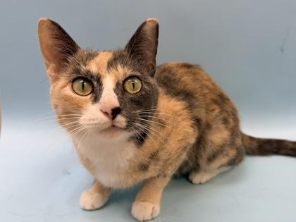 Mercy, Adoptable, Adult Female Domestic Short Hair & Domestic Short Hair.