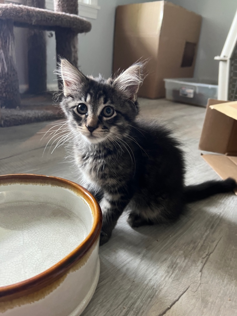 Flynn, Adopted, Kitten Male Maine Coon & Domestic Medium Hair.