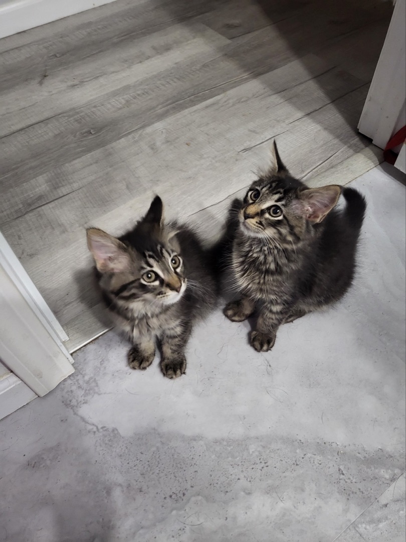 Flynn, a Adopted mixed breed in Beaufort, MO image 2/12