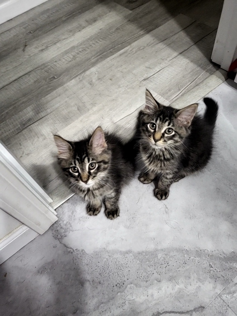 Flynn, a Adopted mixed breed in Beaufort, MO image 3/12