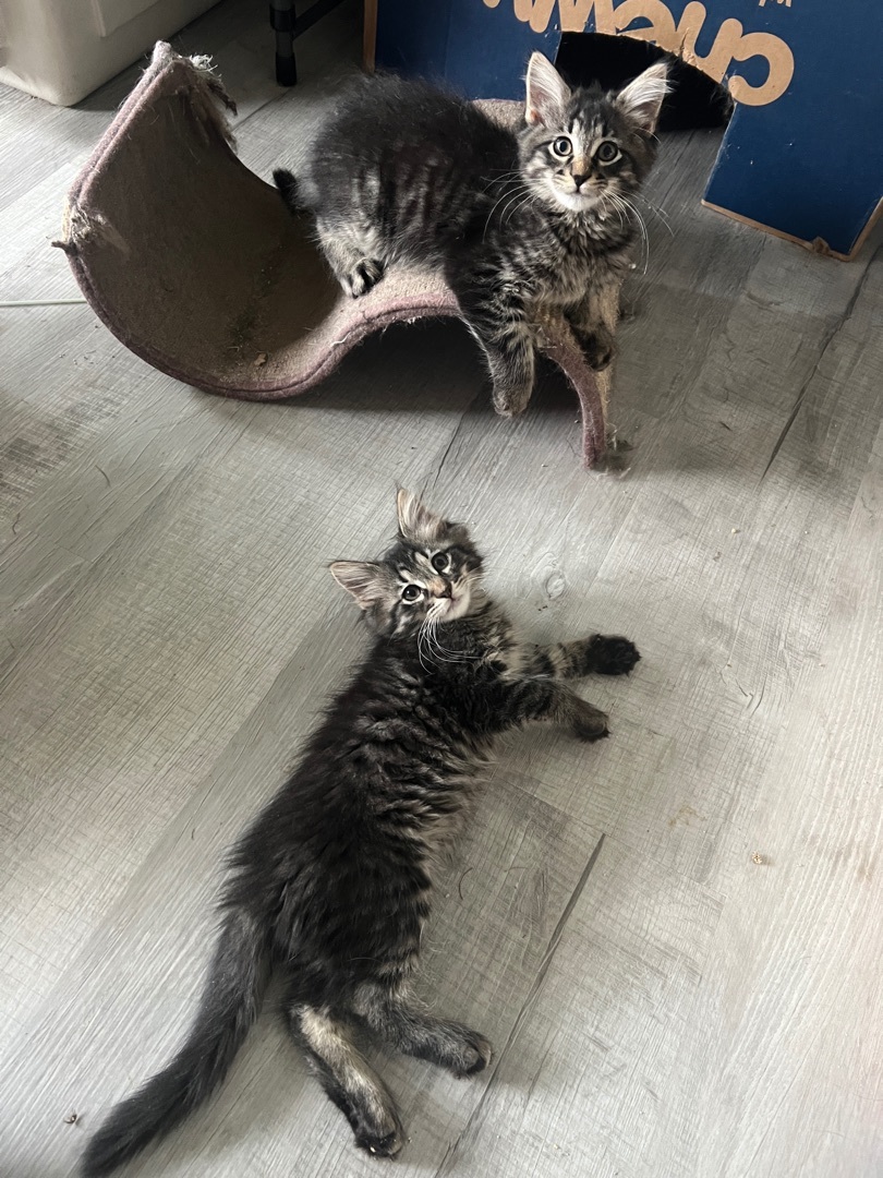 Flynn, a Adopted mixed breed in Beaufort, MO image 4/12