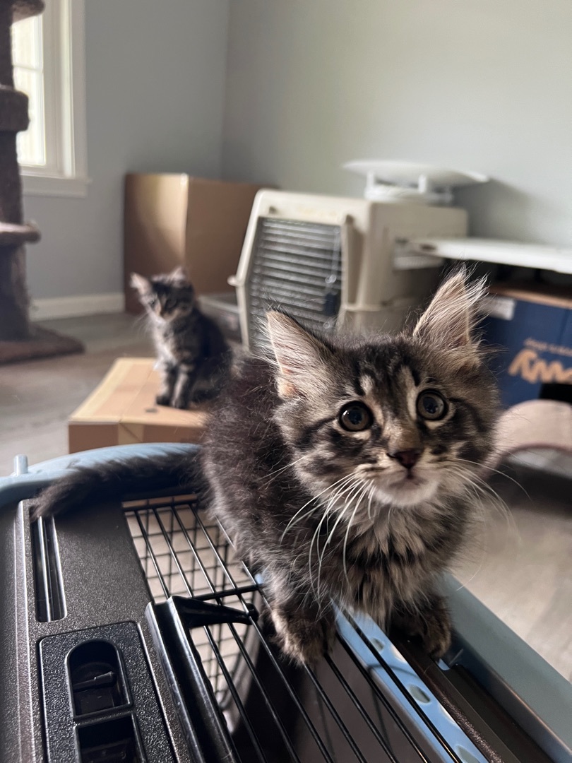 Flynn, a Adopted mixed breed in Beaufort, MO image 5/12