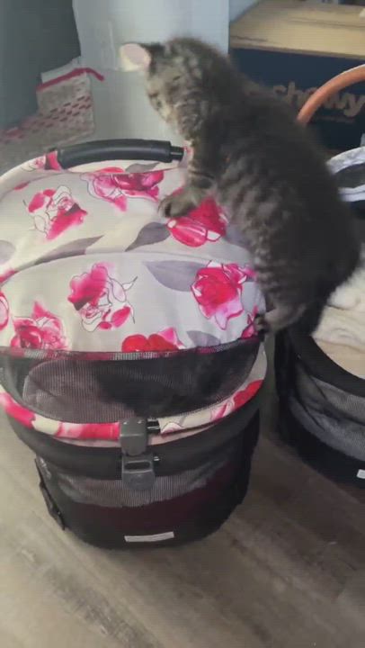 Enlarge Flynn, a Adopted mixed breed in Beaufort, MO video 11/12