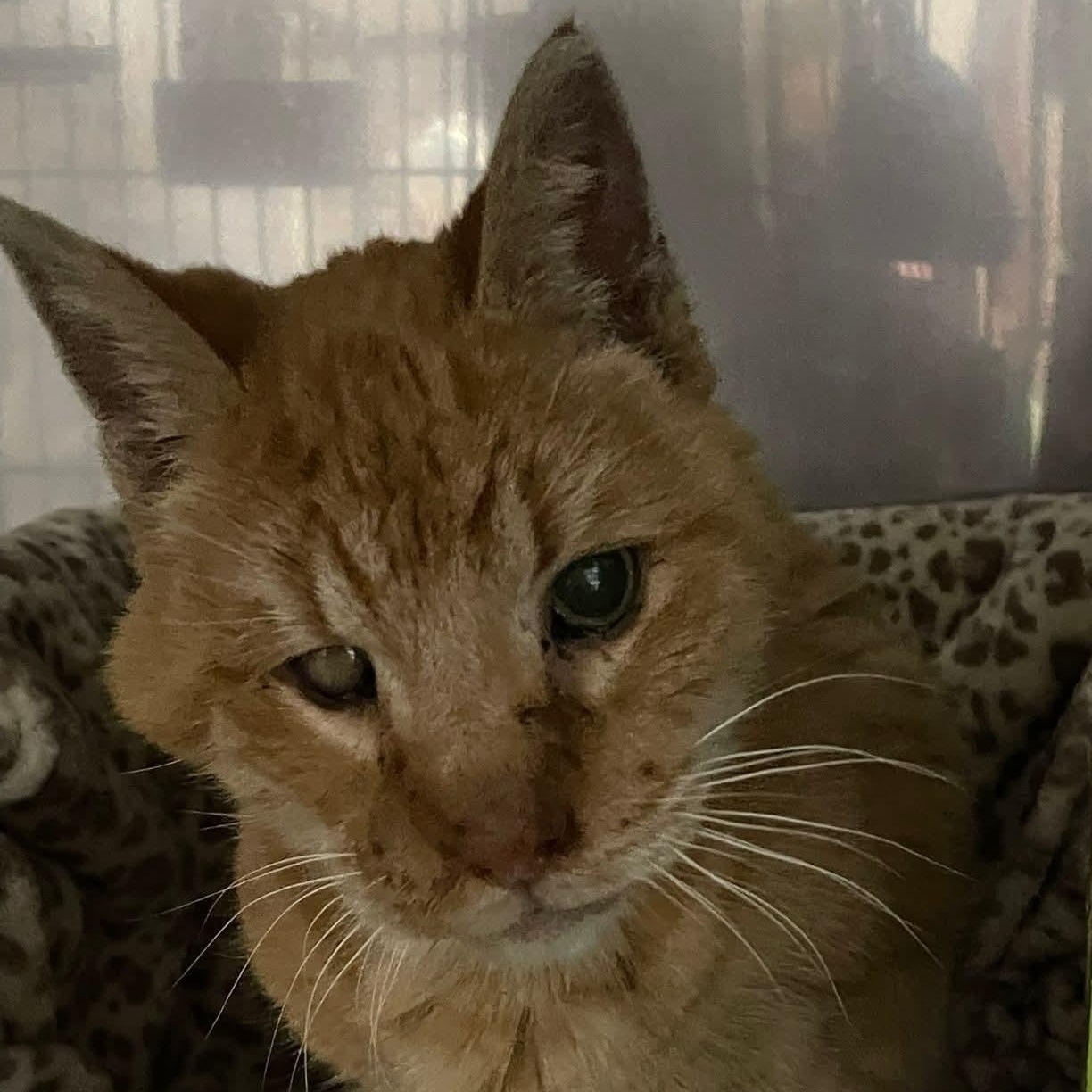 Angelo — thumbnail 2