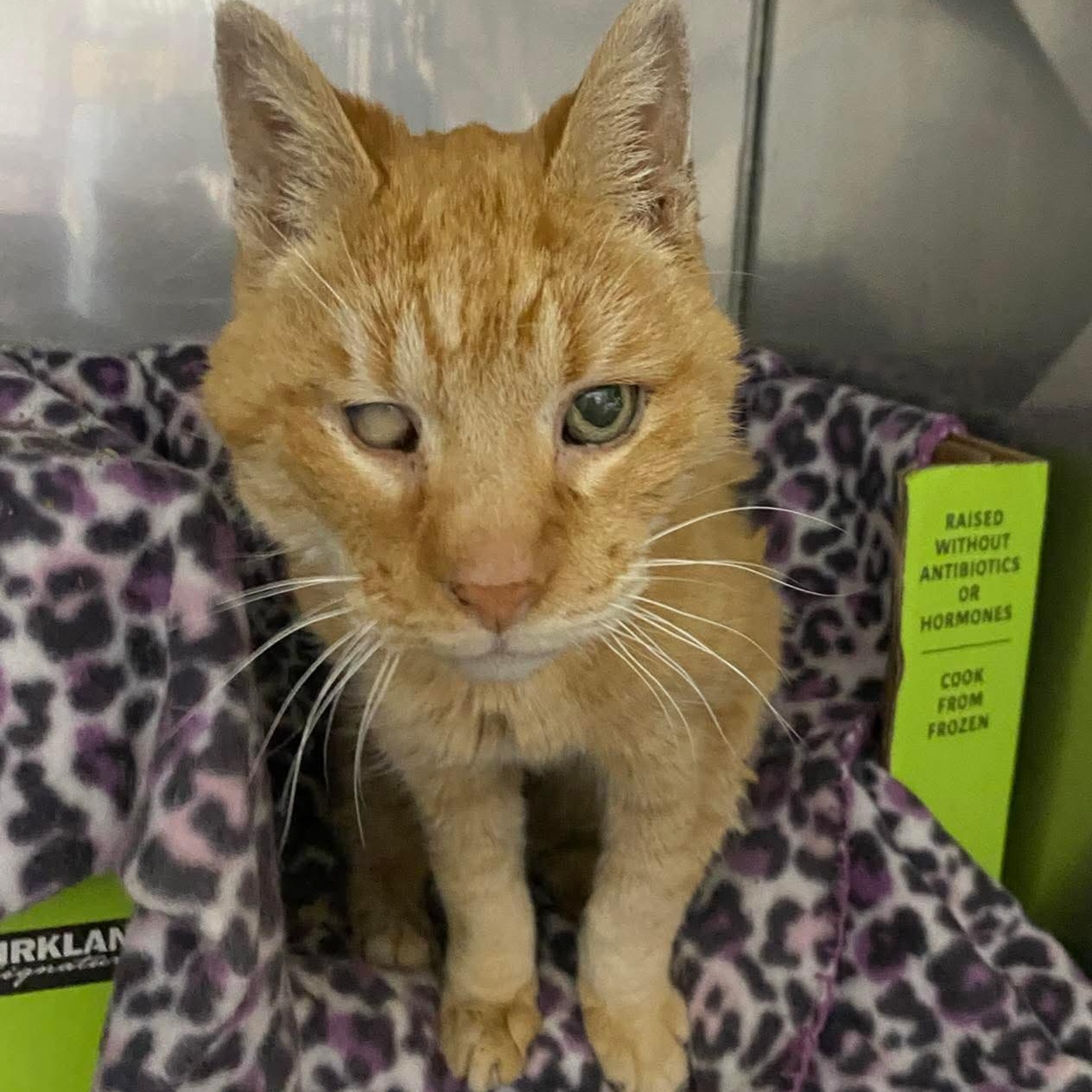 Angelo — thumbnail 3