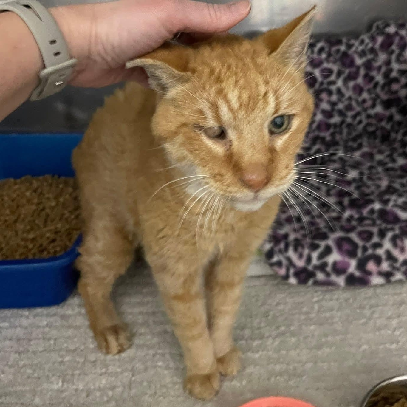 Angelo — thumbnail 4