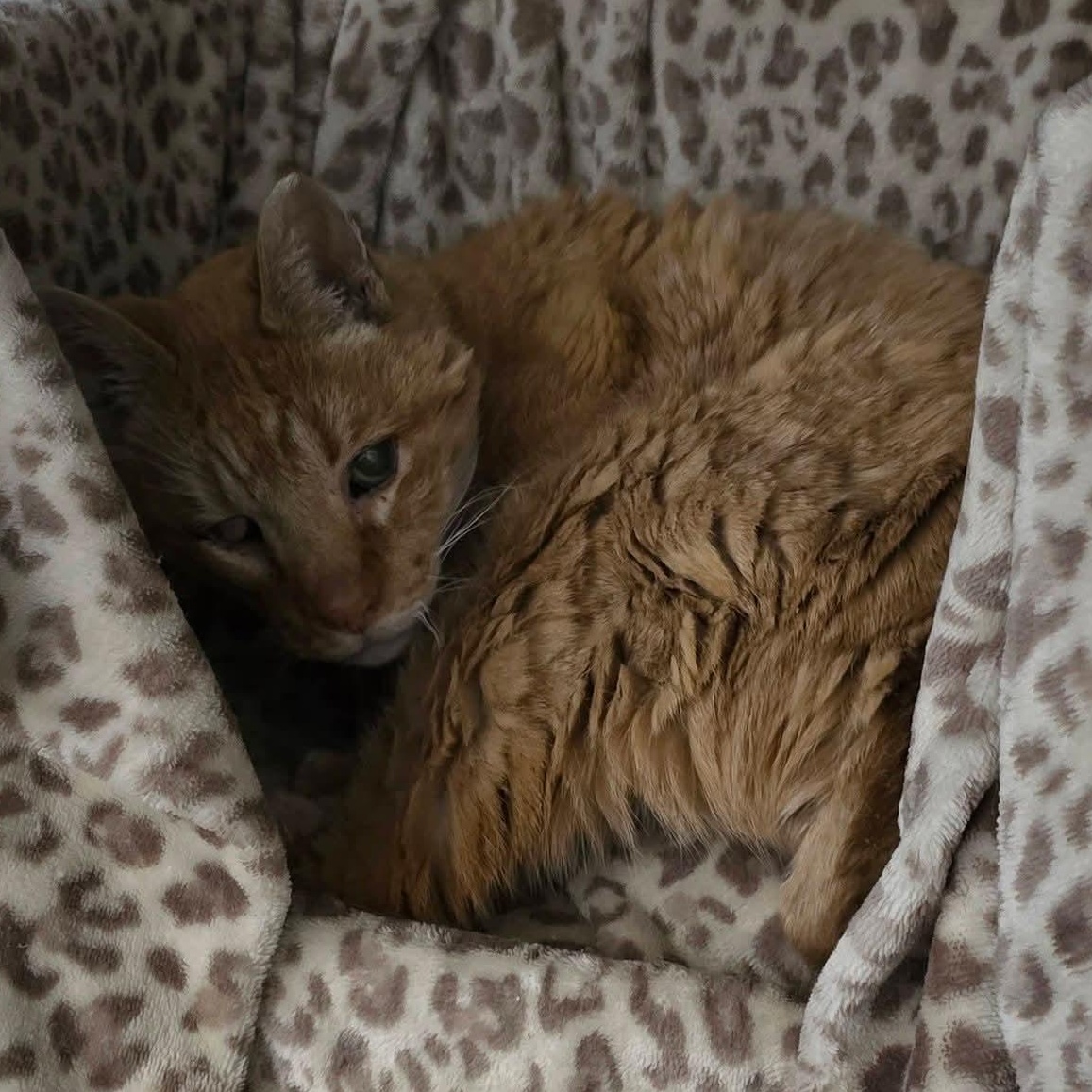 Angelo — thumbnail 5