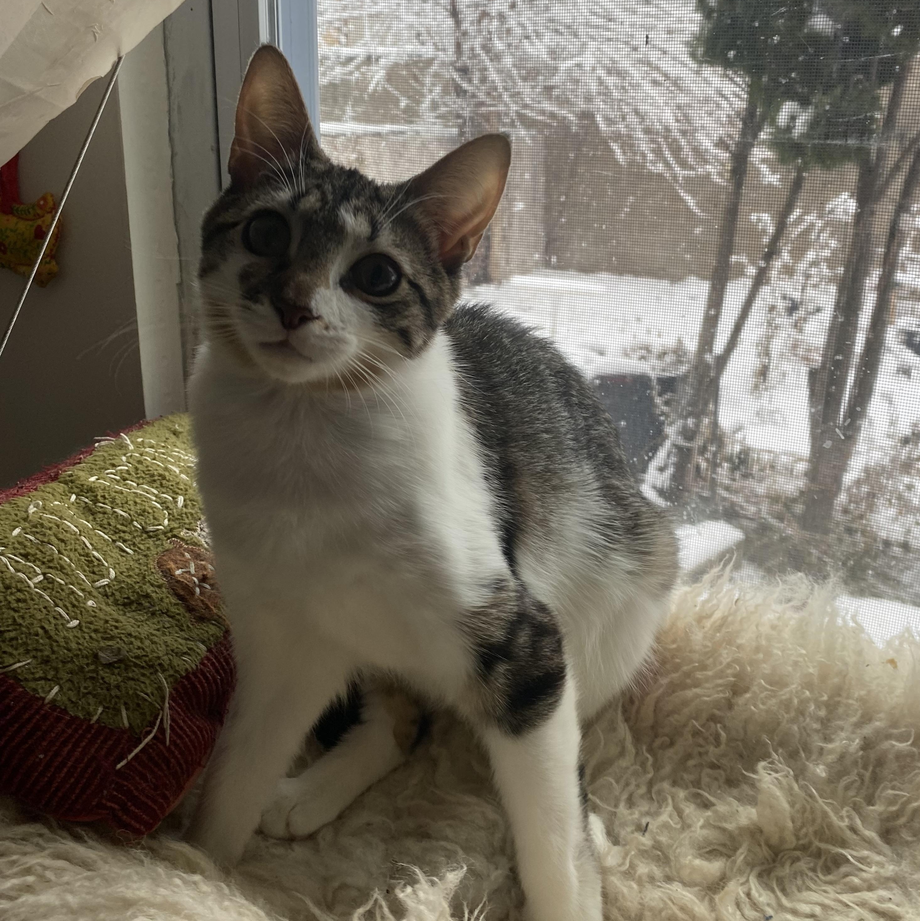 Enlarge Tulle, a Adoptable Domestic Short Hair in Brooklyn, NY image 6/6