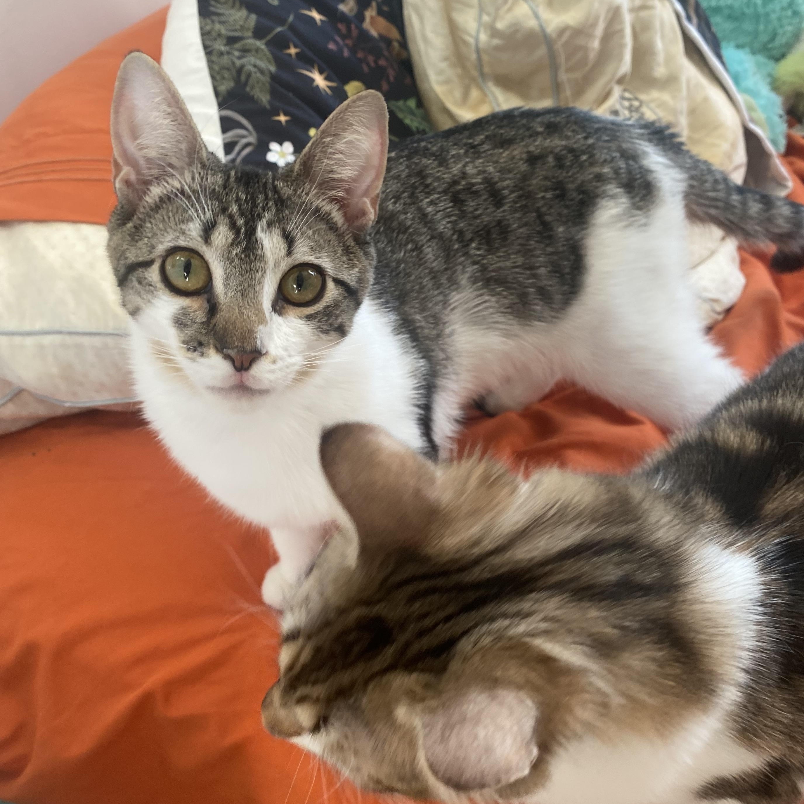 Enlarge Tulle, a Adoptable Domestic Short Hair in Brooklyn, NY image 5/6