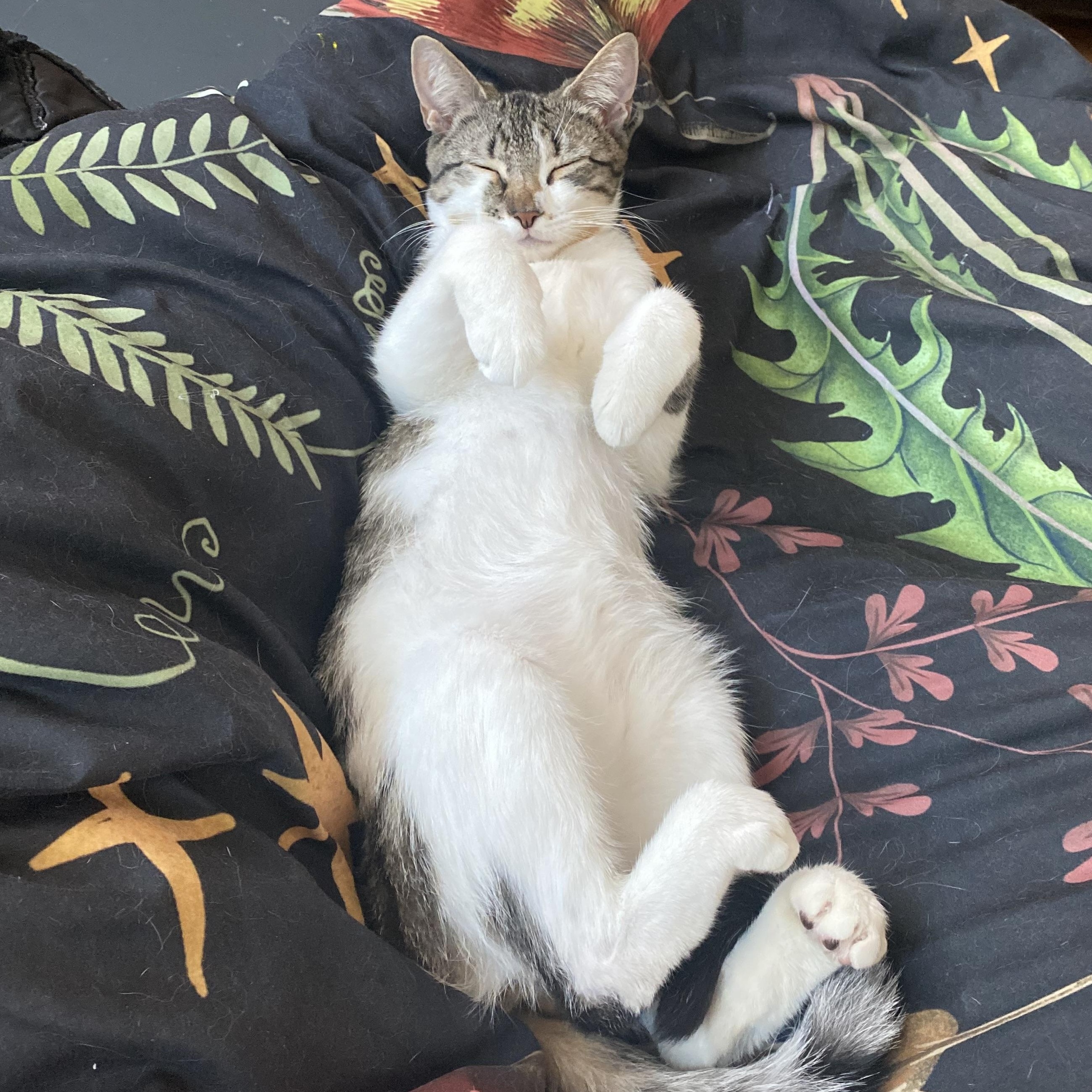 Tulle, Adoptable, Kitten Female Domestic Short Hair.