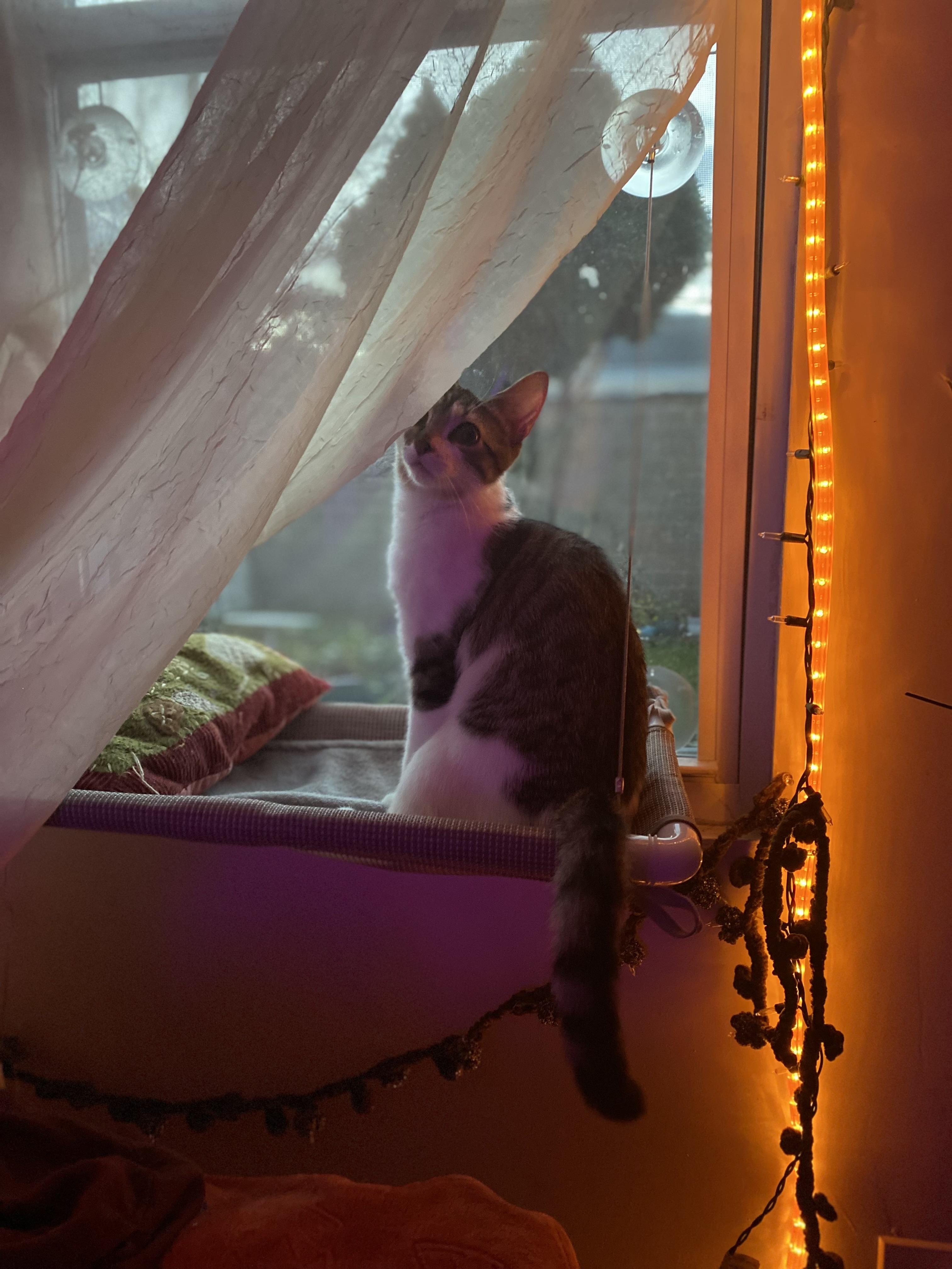 Enlarge Tulle, a Adoptable Domestic Short Hair in Brooklyn, NY image 2/6