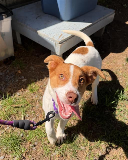 ROSITA, Adoptable, Puppy Female Australian Cattle Dog / Blue Heeler & Mixed Breed.