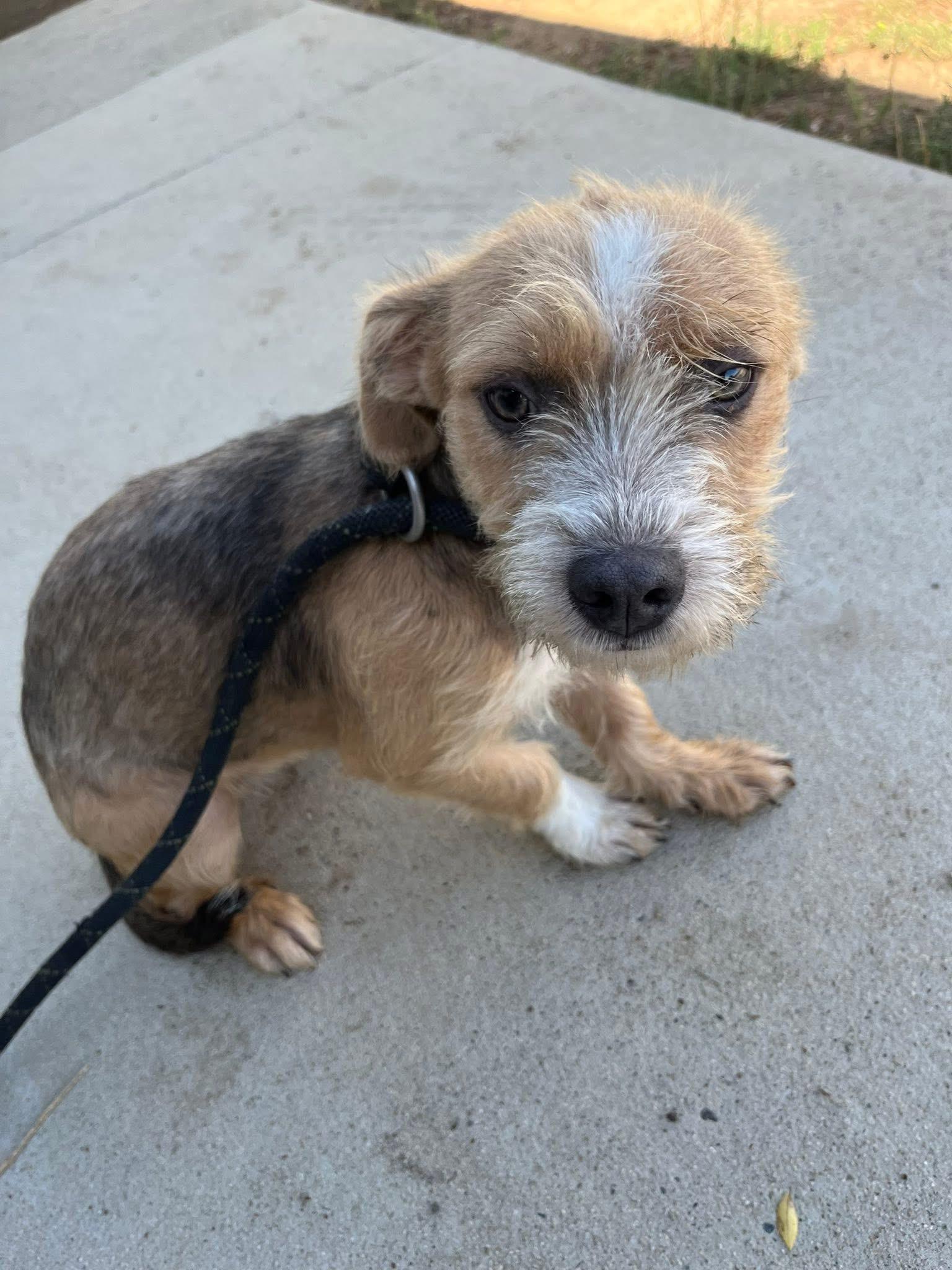 Enlarge Peggy, a Adopted Terrier in Fresno, CA image 1/1