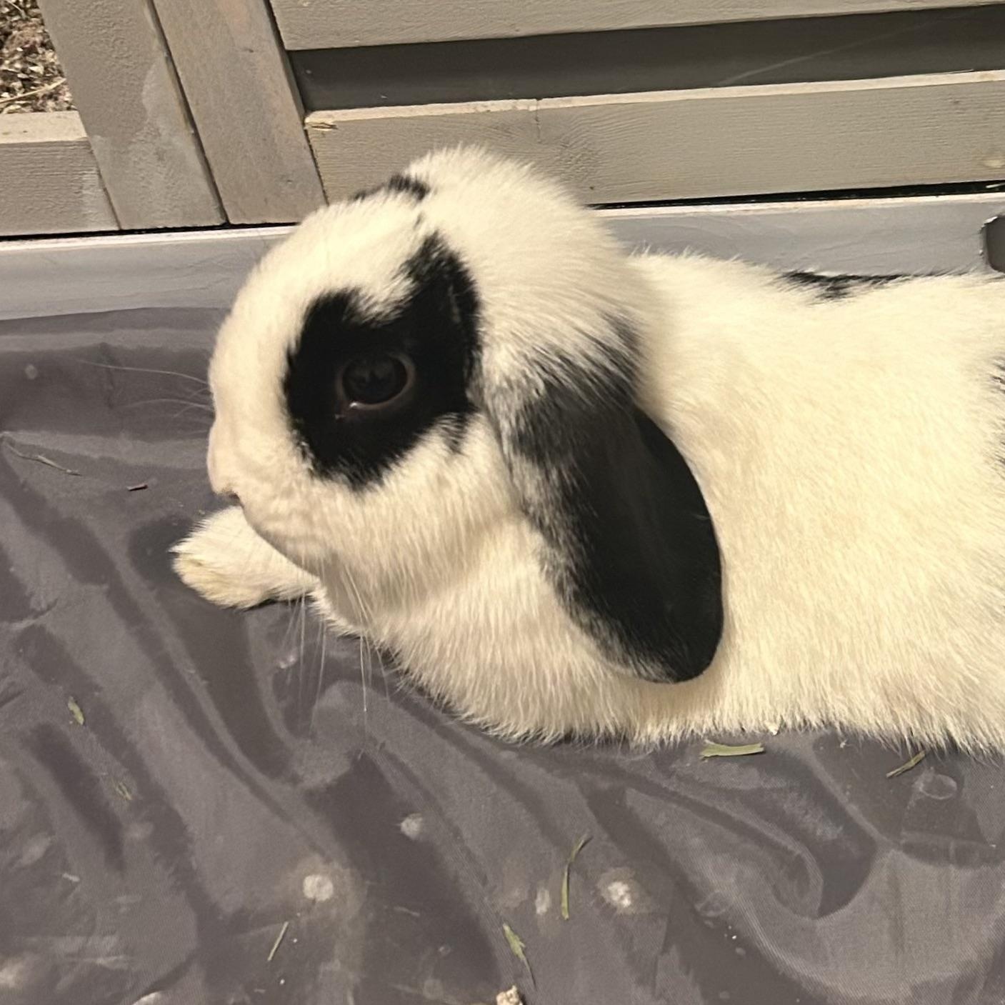 Gigi, ADOPTABLE, Adult Female Lop Eared.
