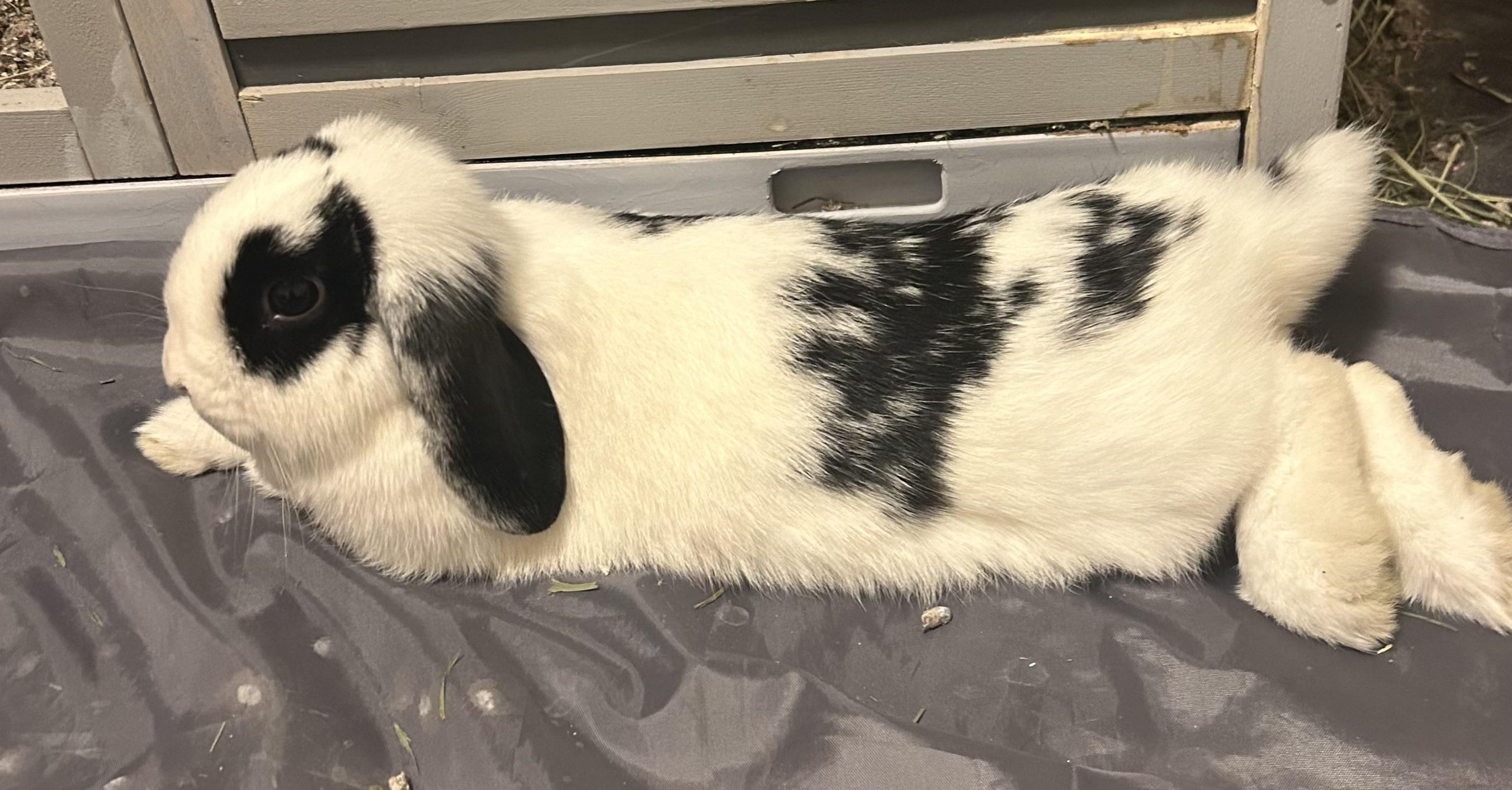 Gigi, a ADOPTABLE Lop Eared in Spokane, WA image 2/2
