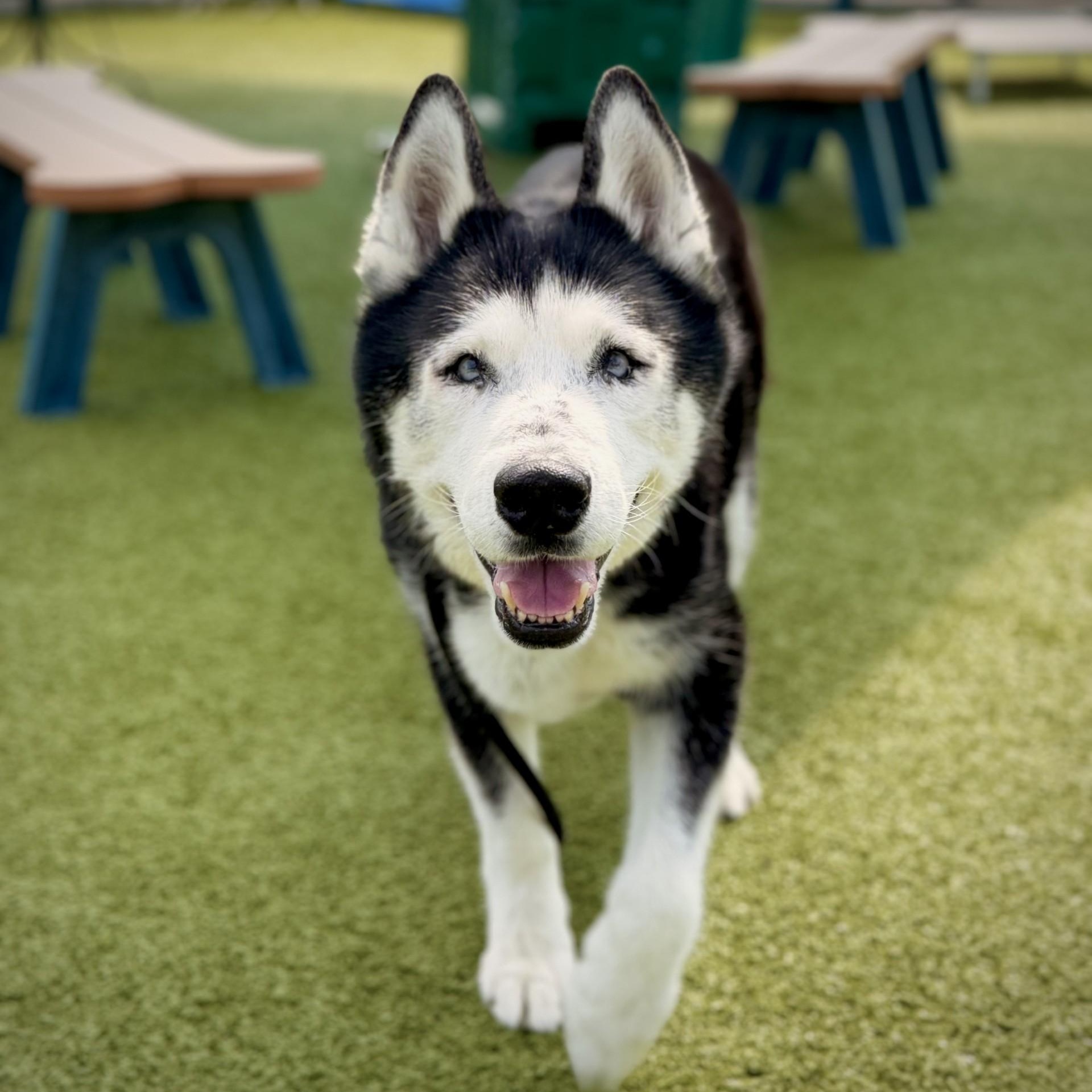 Jupiter, ADOPTABLE, Senior Male Husky.