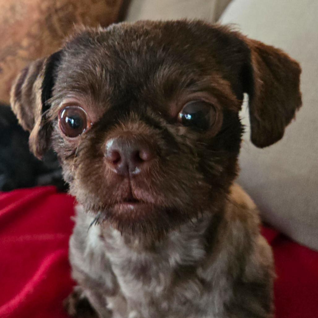 Grits, adopted, Adult Male Shih Tzu.