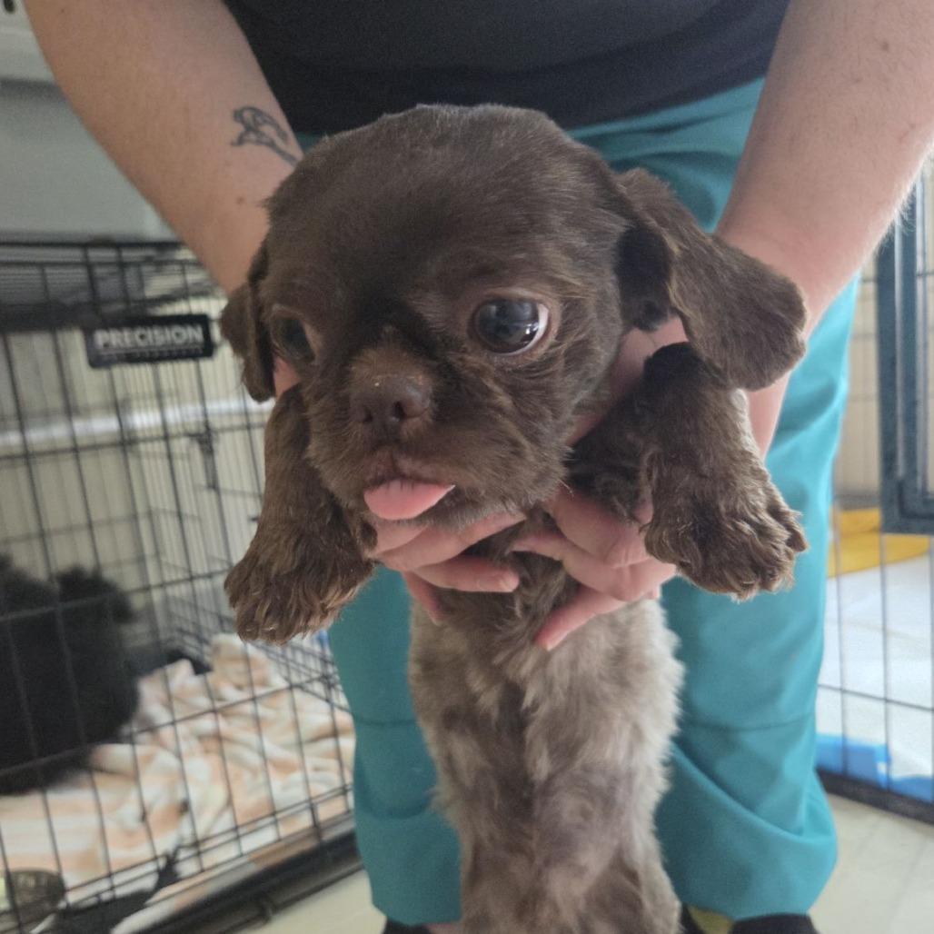 Enlarge Grits, an adopted mixed breed in Ocala, FL image 5/5