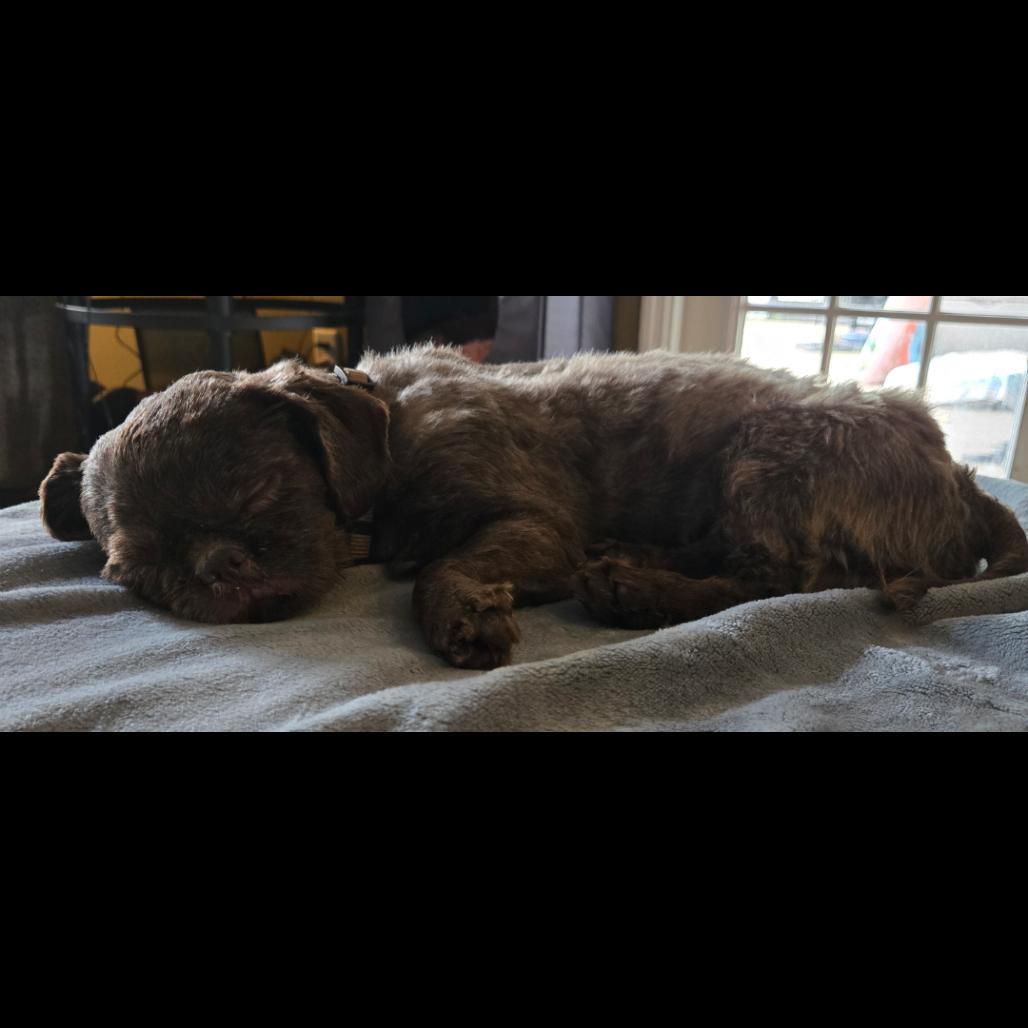 Enlarge Grits, an adopted mixed breed in Ocala, FL image 2/5