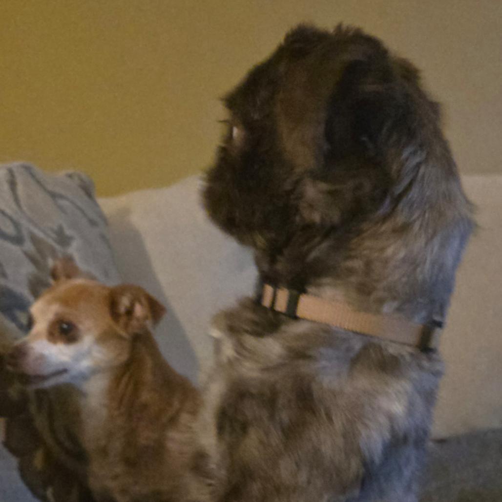 Enlarge Grits, an adopted mixed breed in Ocala, FL image 3/5