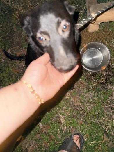 Piglet — thumbnail 3