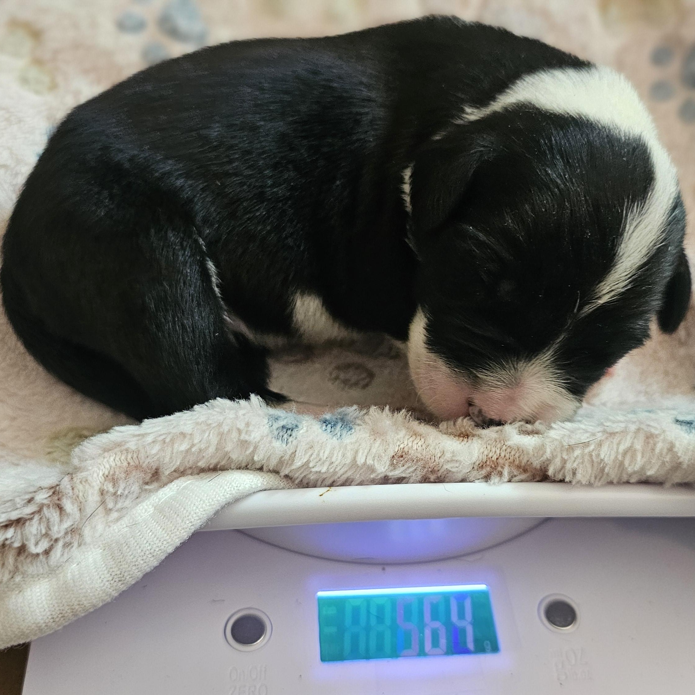 Stella, a ADOPTABLE mixed breed in Atlanta, GA image 6/6