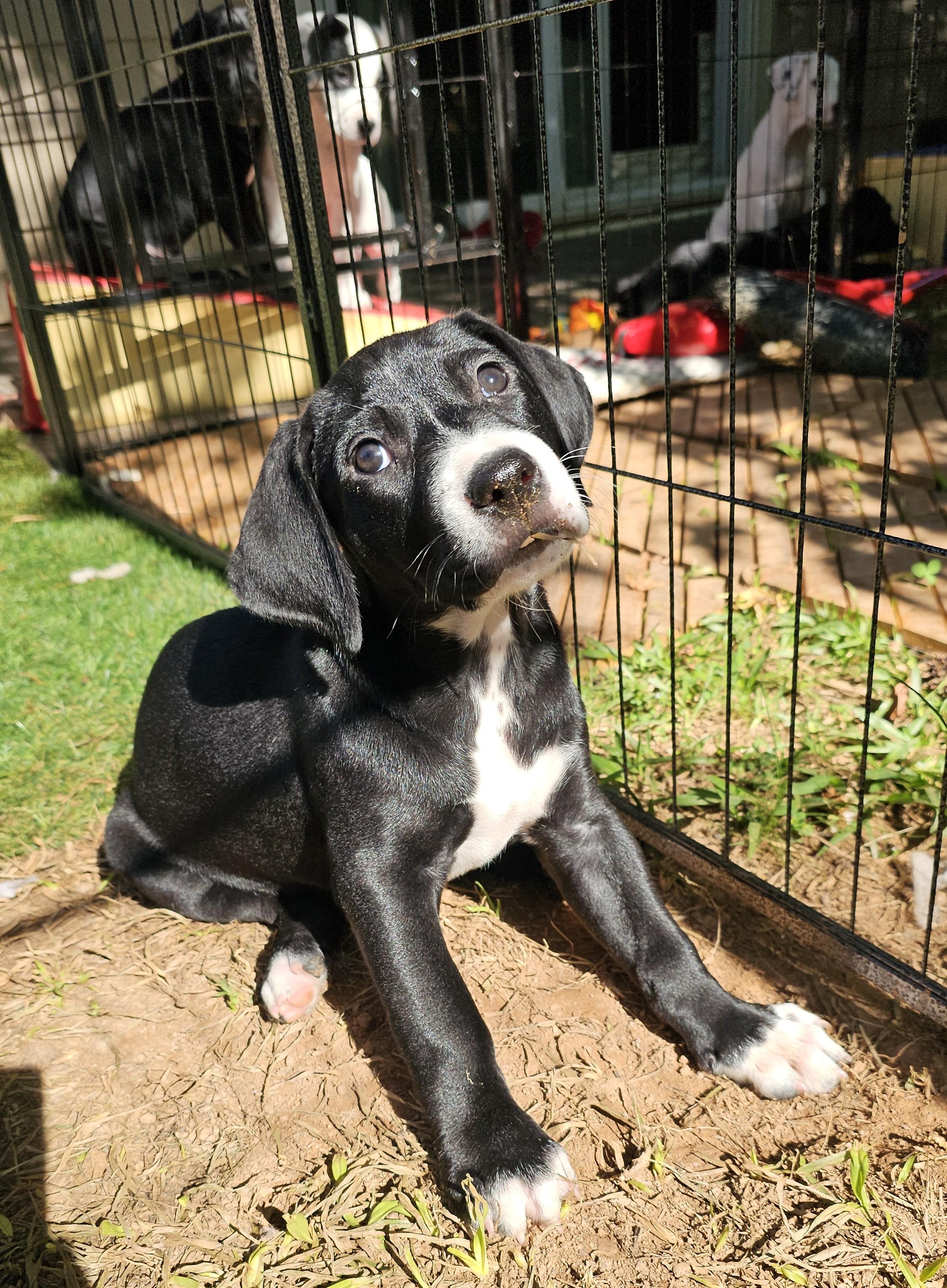 Stella, a ADOPTABLE mixed breed in Atlanta, GA image 1/6