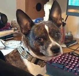 Tinkerbell is in Maine, an adoptable Boston Terrier, Rat Terrier in Portland, ME, 04102 | Photo Image 1