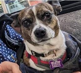 Tinkerbell is PENDING adoption, an adoptable Boston Terrier, Rat Terrier in Portland, ME, 04102 | Photo Image 6