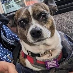 Tinkerbell is PENDING adoption, a Adoptable mixed breed in Portland, ME image 2/6