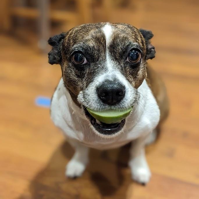 Tinkerbell is PENDING adoption, an adoptable Boston Terrier, Rat Terrier in Portland, ME, 04102 | Photo Image 1