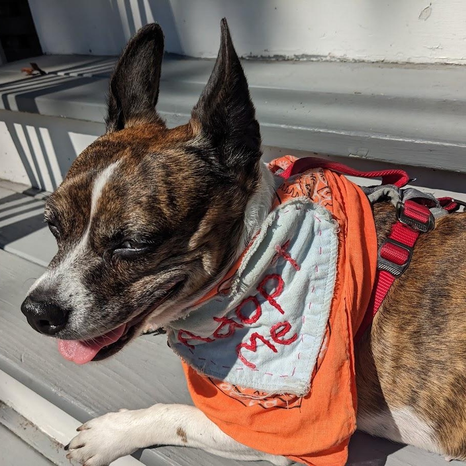 Tinkerbell is PENDING adoption, a Adoptable mixed breed in Portland, ME image 4/6