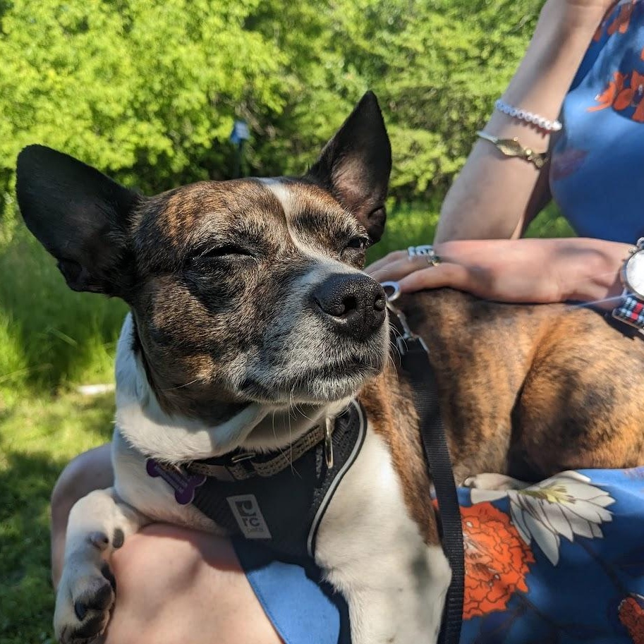 Tinkerbell is PENDING adoption, a Adoptable mixed breed in Portland, ME image 1/6